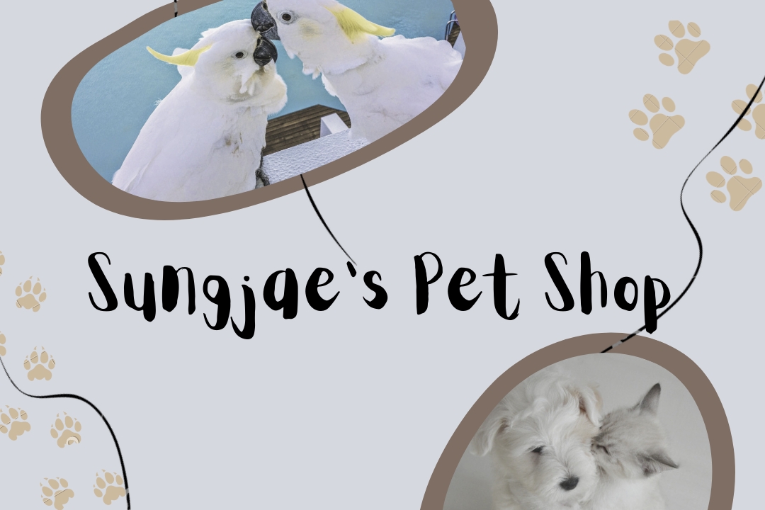 Sungjae's Pet Shop: The Augurey