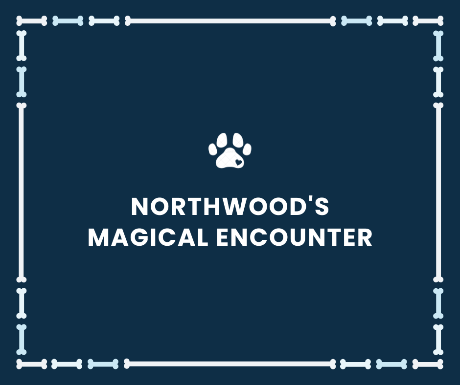 Northwood's Magical Encounter #004
